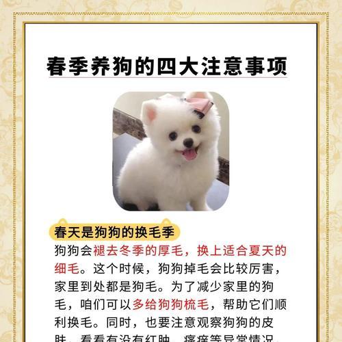 春季宠物换毛注意事项全攻略，科学护理让爱宠健康度过渡季