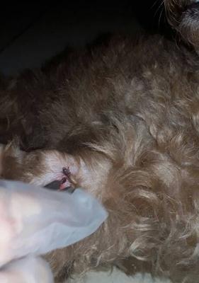 贵宾犬驱虫完全指南：频率方法注意事项全解析