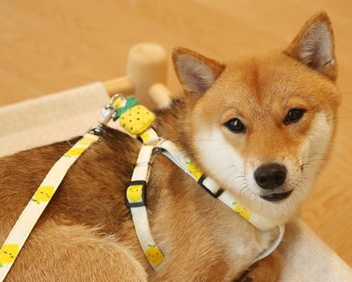 溜狗最佳时长指南：如何科学安排狗狗运动时间