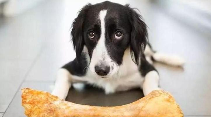 40天小狗每天吃一顿？科学喂养习惯这样养成