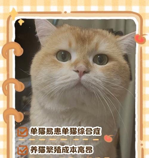 猫多久生一胎？详解猫咪生育周期与繁殖能力