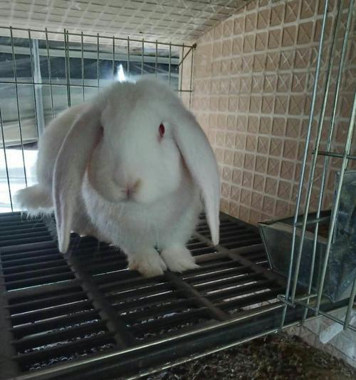 巨型肉兔品种全解析：比利时、法国、德国等五大肉兔特点对比