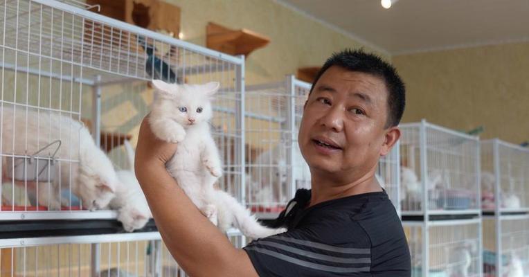 狮子猫能活多久？揭秘影响寿命的15个关键因素
