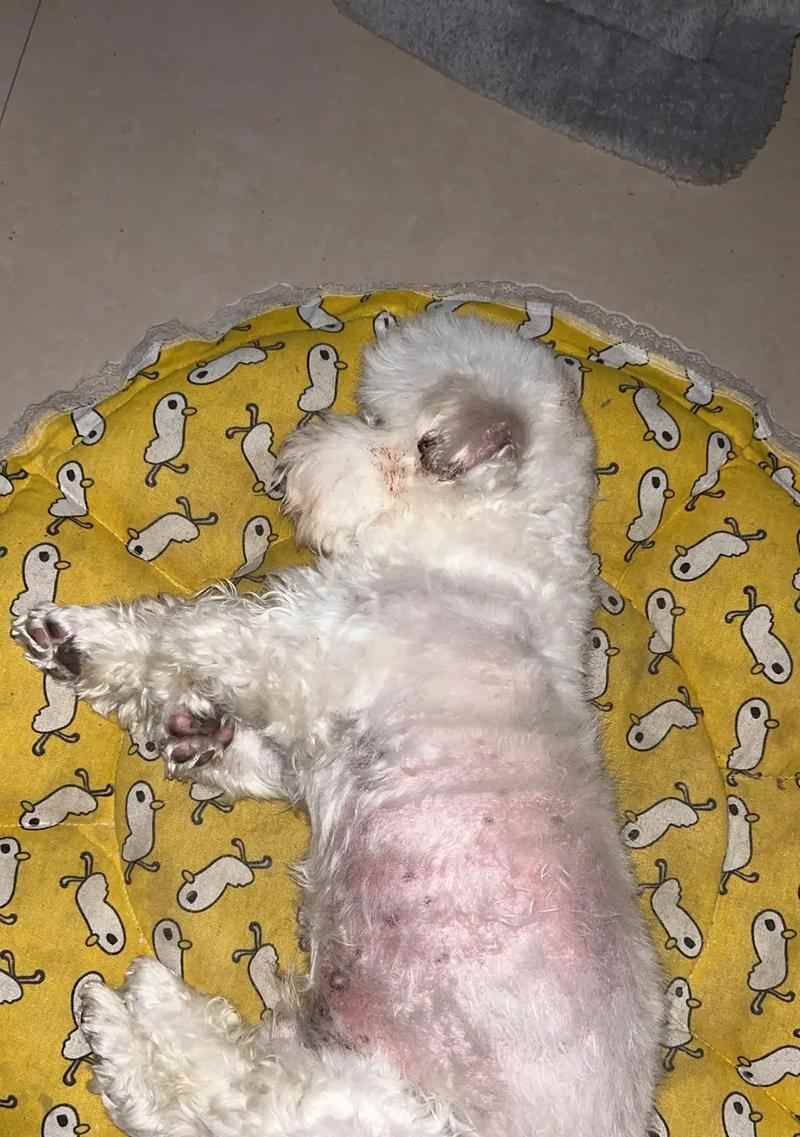 狗外伤结痂要多久？影响因素与加速愈合指南