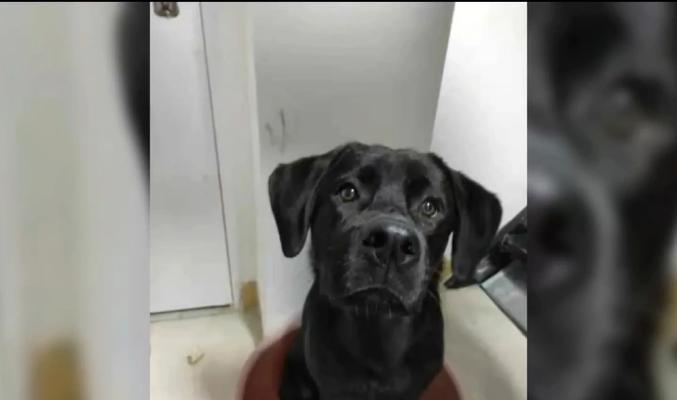 拉布拉多价格下降却无人问津？揭秘背后的市场真相