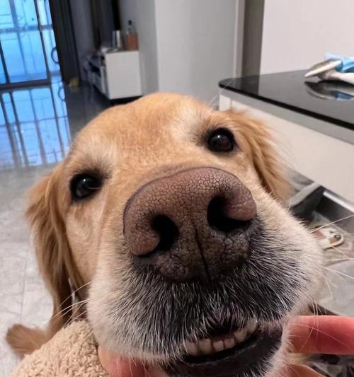 金毛犬能活多久？掌握这些养护要点让爱犬更长寿