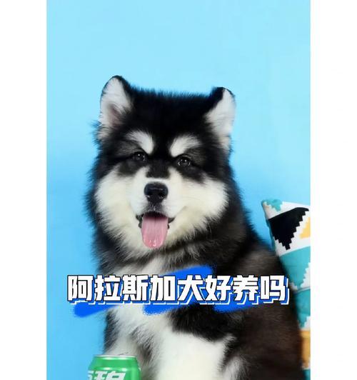 阿拉斯加一天喂几顿最合适？成年犬喂食频率与饮食指南