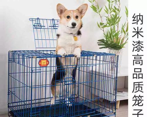 小狗在笼子里待多久才合适？科学安排自由与训练