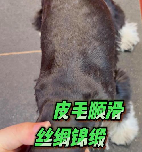 饲养雪纳瑞的常见误区：这些细节你注意到了吗？