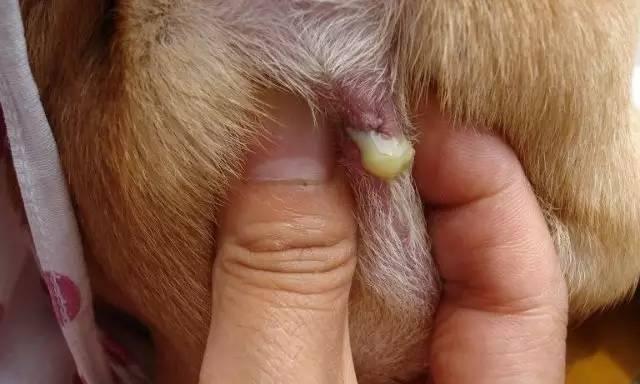 约克夏肛门腺多久挤一次？周期判断与护理指南