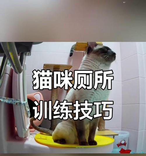 训练猫不再难！掌握这些技巧让猫咪乖巧听话