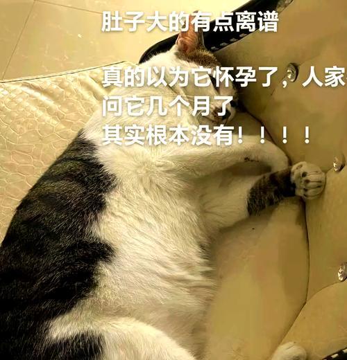 小猫肚子大是什么原因？全面解析与解决办法