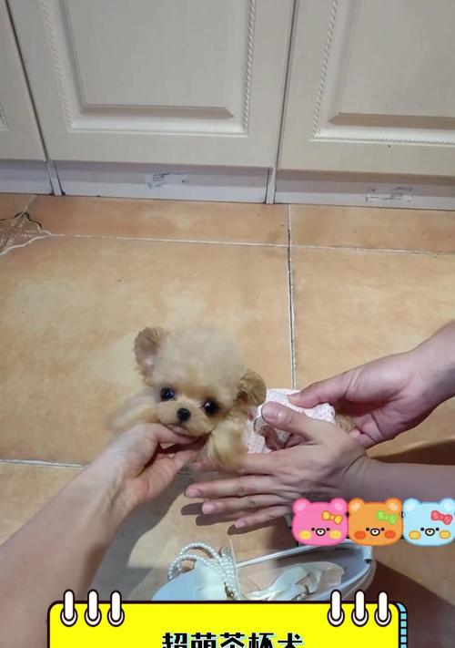 茶杯犬真的不会长大吗？价格与饲养全解析