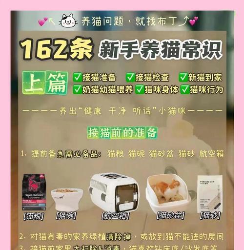新手养猫全攻略：从准备到日常护理的注意事项