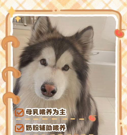 小狗多久喂一次奶？各阶段喂养频率与断奶指南