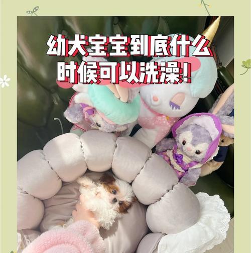 幼犬感冒后多久能洗澡？这些注意事项主人必看