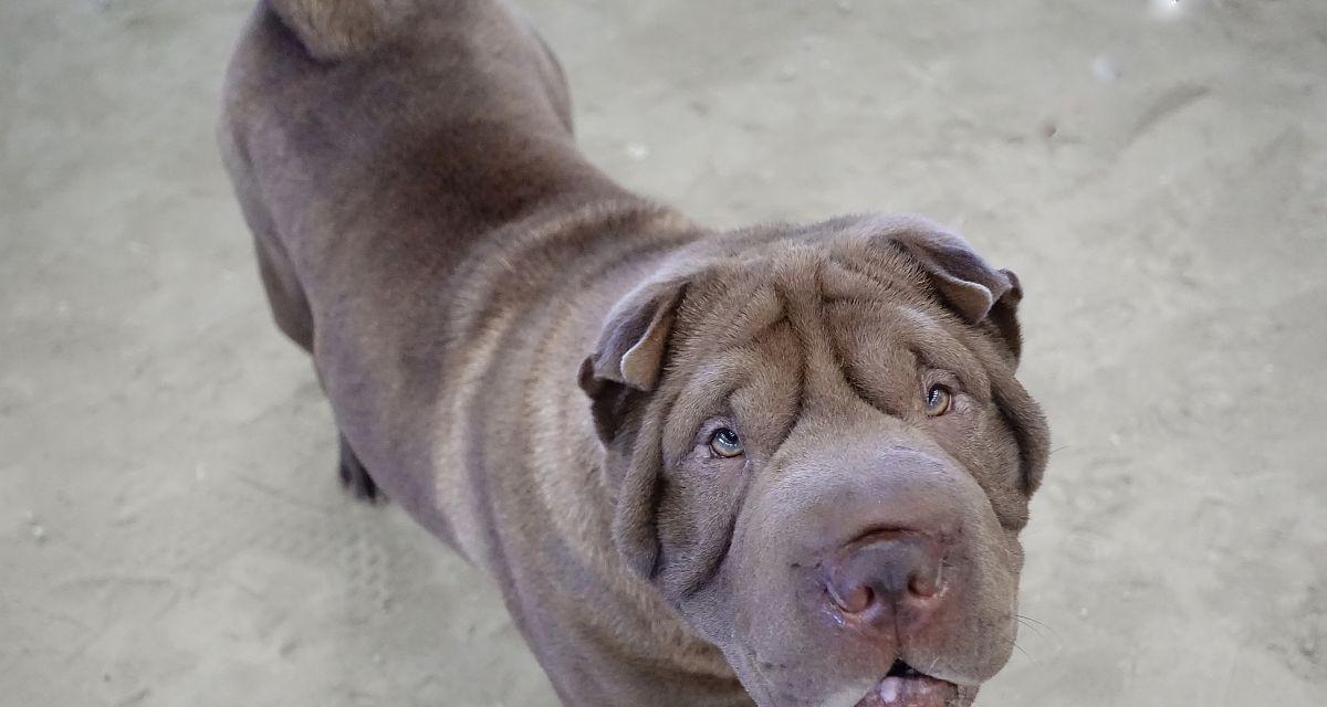 探秘纵向皱纹狗种：从河套犬到法斗，特征与健康全解析