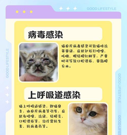 蓝猫频繁打喷嚏流鼻涕？这些感冒护理要点需掌握