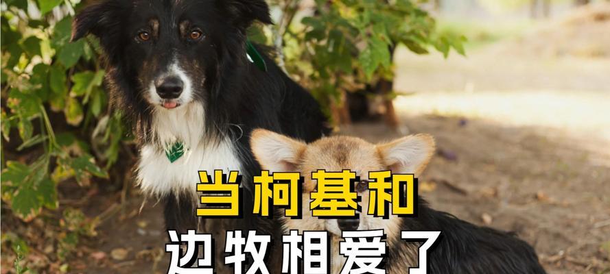 边牧幼犬进食后多久排便？掌握规律轻松养护