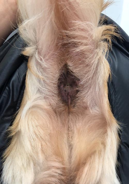 狗狗洗完澡还有臭味？别忽略肛门腺堵塞这个原因