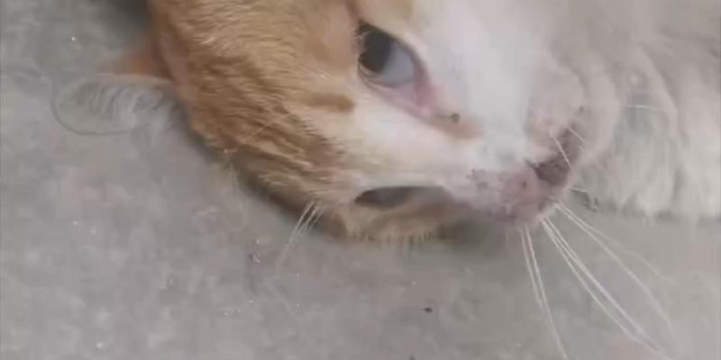 小猫中毒后多久能康复？康复时间与护理全攻略