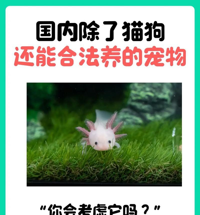 十大热门宠物品种盘点：从猫咪到蜘蛛，哪款最适合你？