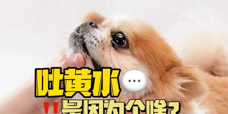 狗狗嘴巴起泡沫是什么原因？15种情况与应对方法