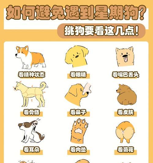 星期狗是什么？揭秘售卖渠道与真假分辨方法