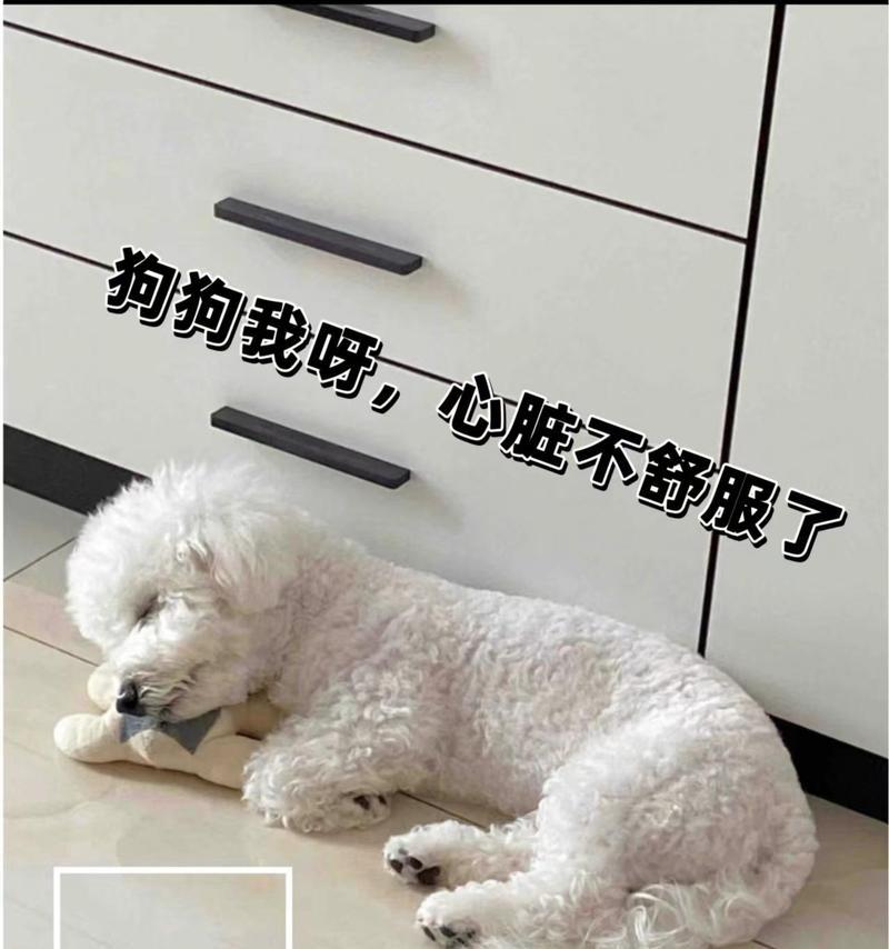 犬心脏病能活多久？科学管理延长爱犬寿命指南