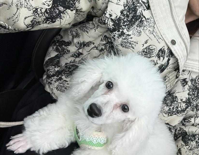 比熊犬泪痕怎么去除？15个实用方法让爱犬重焕光彩