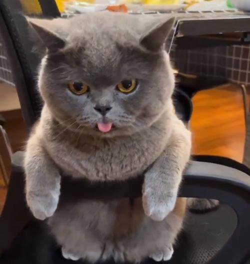 英短猫的14个缺点曝光：一般人真的养不好？