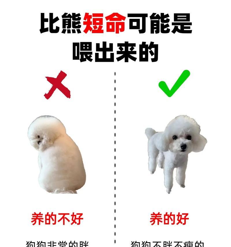 新手养比熊必看：从品种选择到日常护理的全攻略