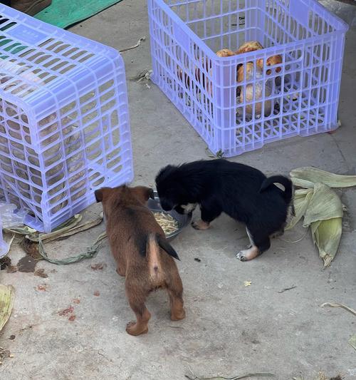 罗威纳犬与孩子相处的好处：从安全感培养到亲子关系建立