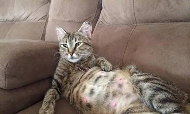 猫咪产后多久能再次怀孕？关键时间与健康管理须知