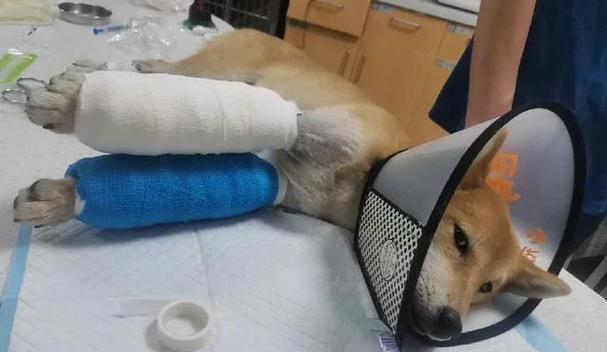 狗狗骨折固定多久 治疗与恢复时间解析