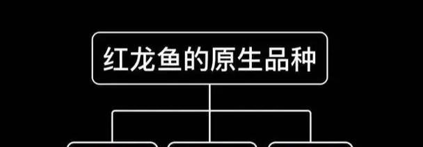 红龙鱼寿命关键因素与养护技巧