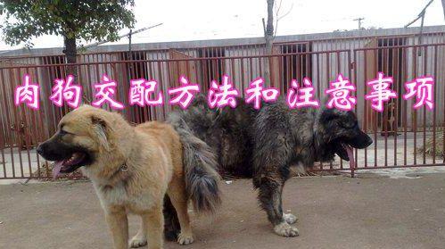 狗繁殖周期详解：从配种到分娩的全面解析