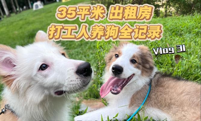 宠物店不接纳的狗种类及原因解析