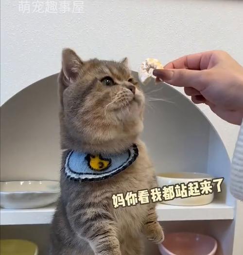猫咪吃虾注意事项：饮食安全与健康影响