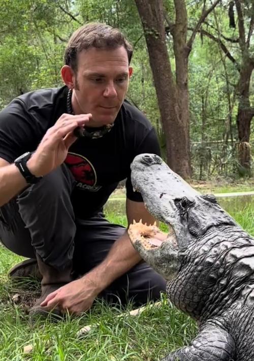 正确饲养宠物鳄鱼的全面指南 责任与乐趣并存