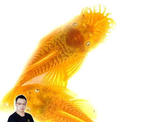 文章详情图片
