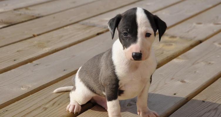 比格犬的饲养知识大全——了解这个可爱的犬种（比格犬好养吗？细致了解它们的饲养需求）