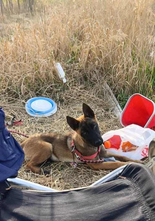 马犬感冒鉴别与护理全解析 快速掌握关键治疗方法