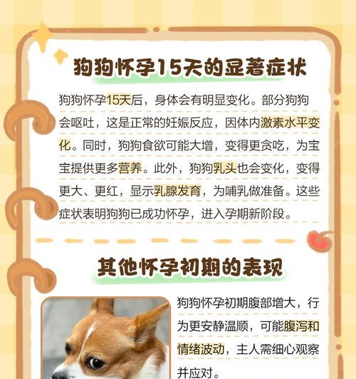 狗狗怀孕期X光检查安全时机与注意事项