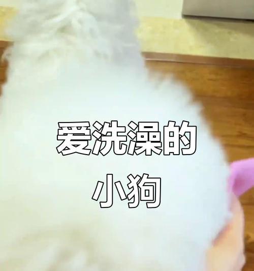 小狗最佳洗澡时间分析：各阶段频率与注意事项