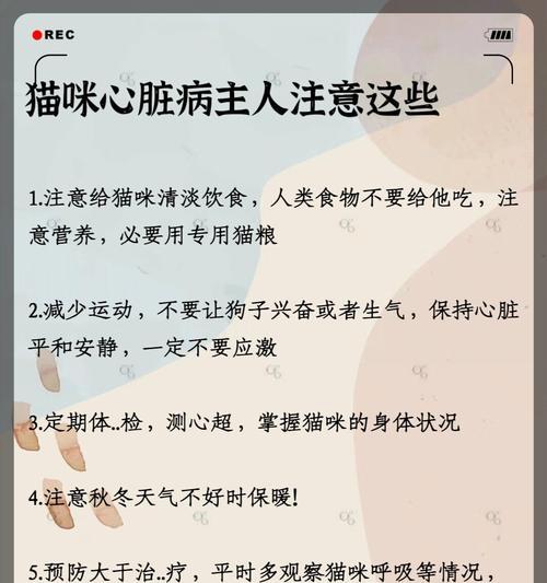 猫咪心跳频率正常范围及家庭测量指南