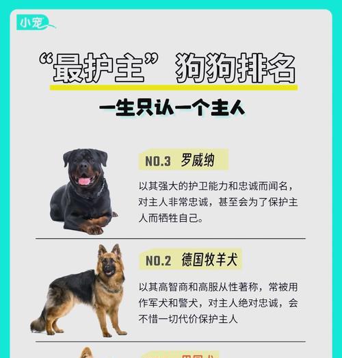 养宠物狗全方位费用解析：从购买到养老的开支规划