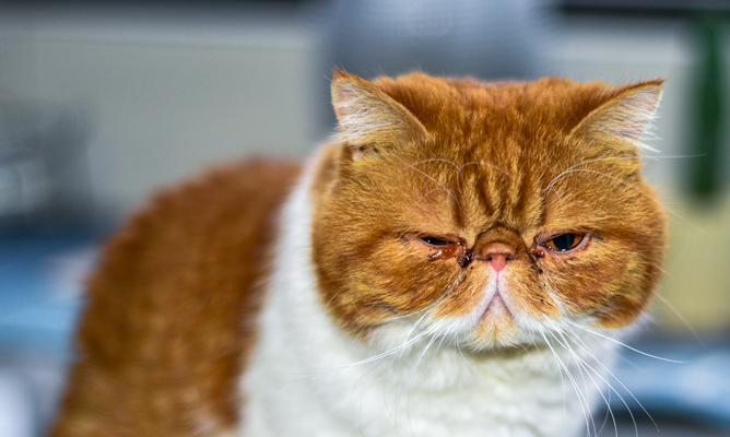 猫咪上火常见症状与预防方法