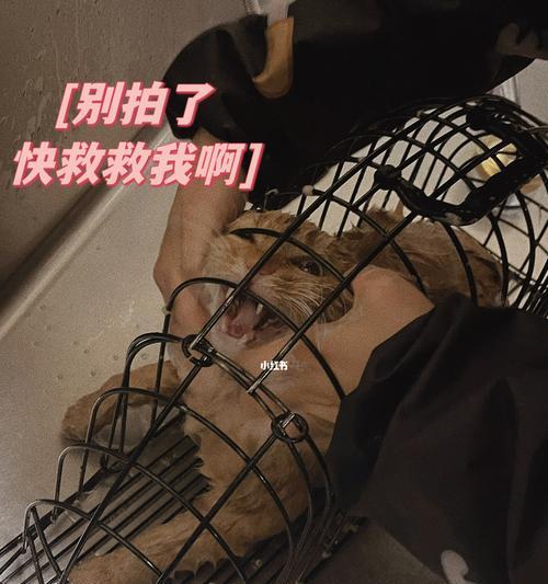 文章详情图片