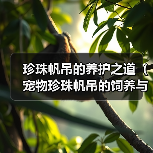 珍珠帆吊的养护之道(宠物珍珠帆吊的饲养与细节)(图4) 珍珠帆吊的养护之道(宠物珍珠帆吊的饲养与细节)(图4)
